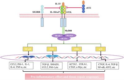 Interleukin-33/ Suppression of Tumorigenicity 2 in Renal Fibrosis: Emerging Roles in Prognosis and Treatment